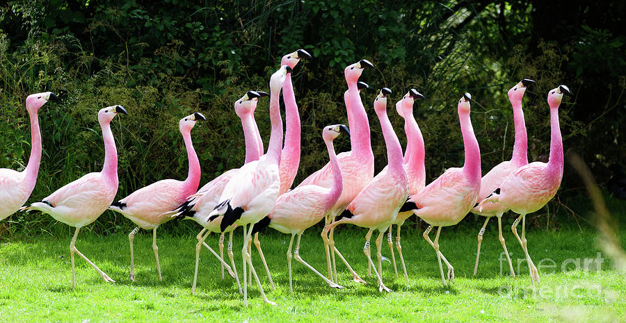 Flamingos #2 Photograph by Colin Rayner