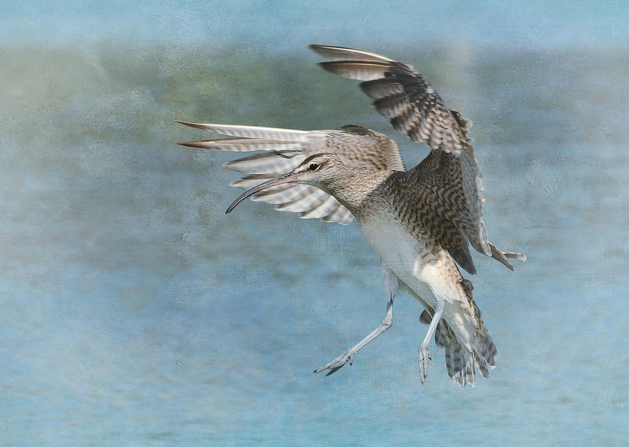Wildlife Photograph - Flight Of Fancy #2 by Fraida Gutovich