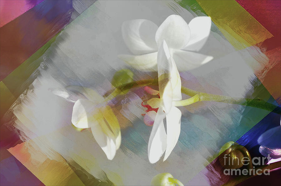 Floral Abstract  #2 Photograph by Elaine Manley
