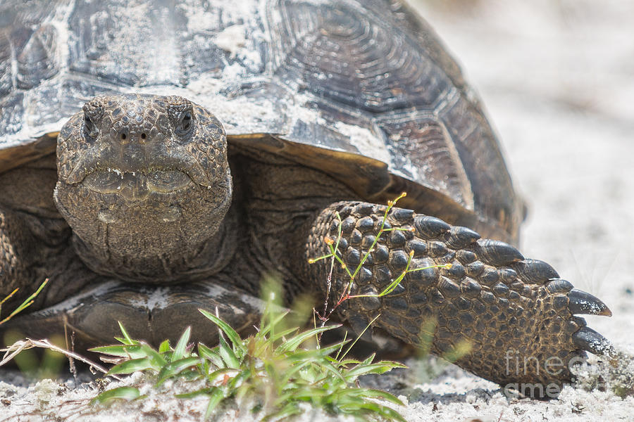 Florida Gopher Tortoise #2 Photograph by Anne Kitzman