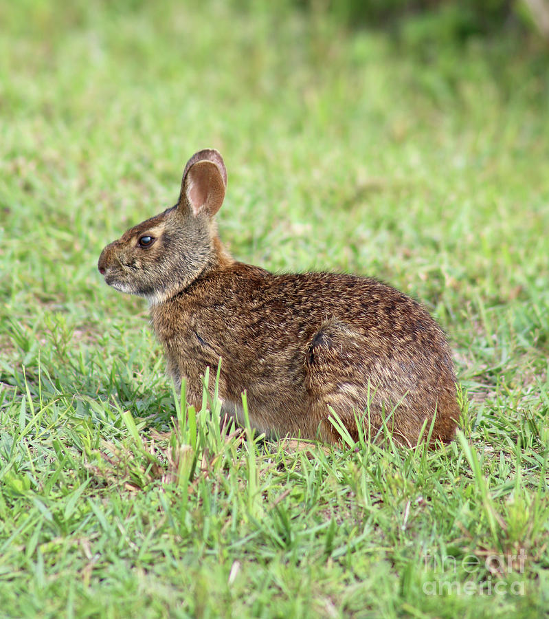 Florida Marsh Rabbit Photograph by Kerry Fischel Fine Art America