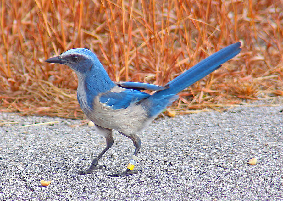 Florida Scrub Jay Photograph by Dart and Suze Humeston Florida Scrub Jay Photograph by Dart and Suze Humeston