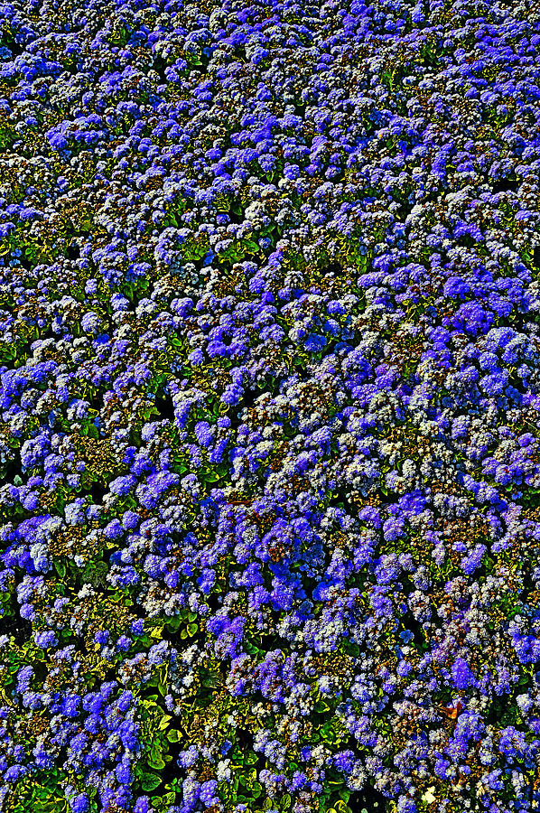Flower Carpet. Photograph