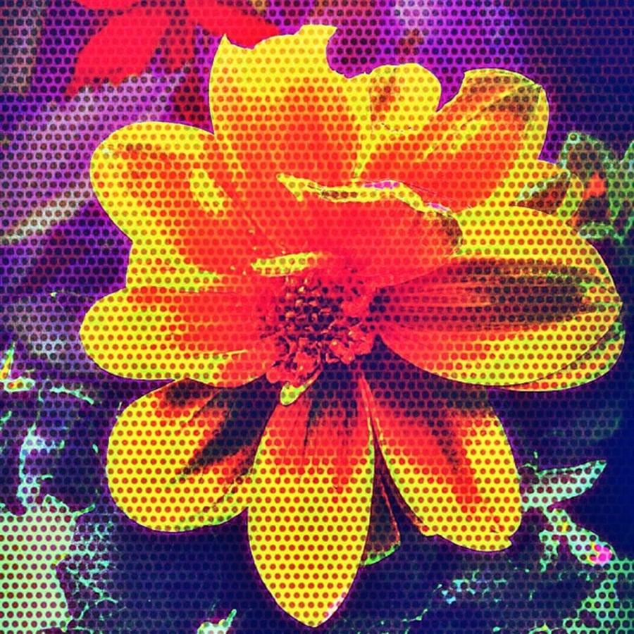 Summer Photograph - Flower #2 by Chris Drake
