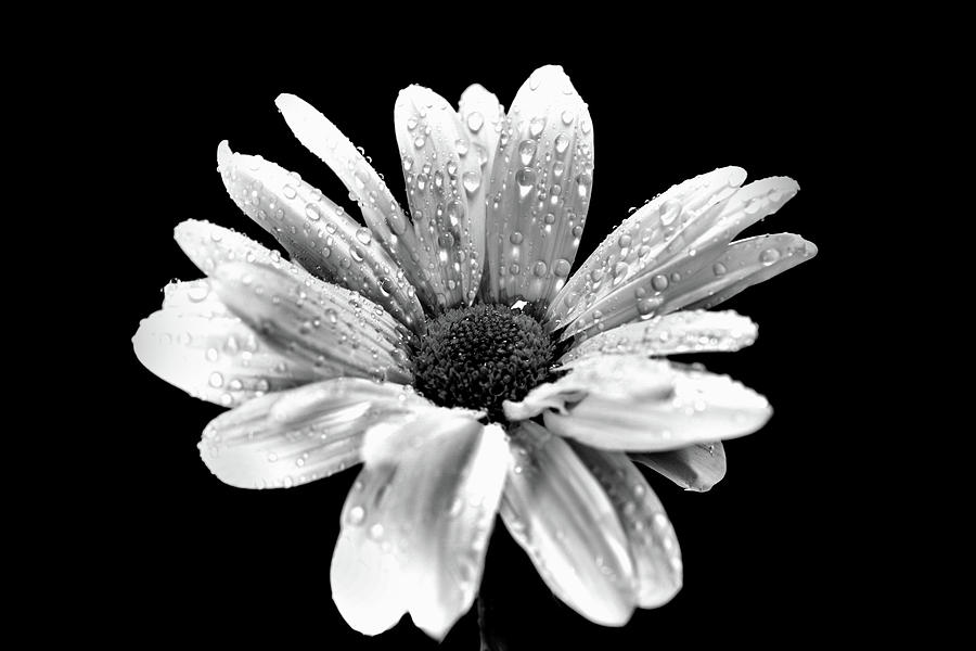Flower in black and white #2 Photograph by Lilia S