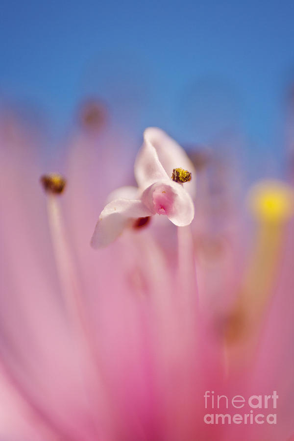 Abstract Photograph - Flower Macro #2 by Dan Radi