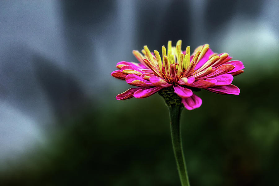 Flower #1 Photograph by Marc Braner