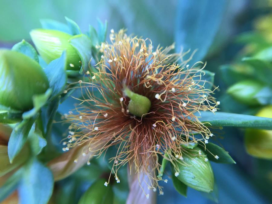 Flower Photograph - Flower by Maxim Tzinman Flower Photograph - Flower by Maxim Tzinman