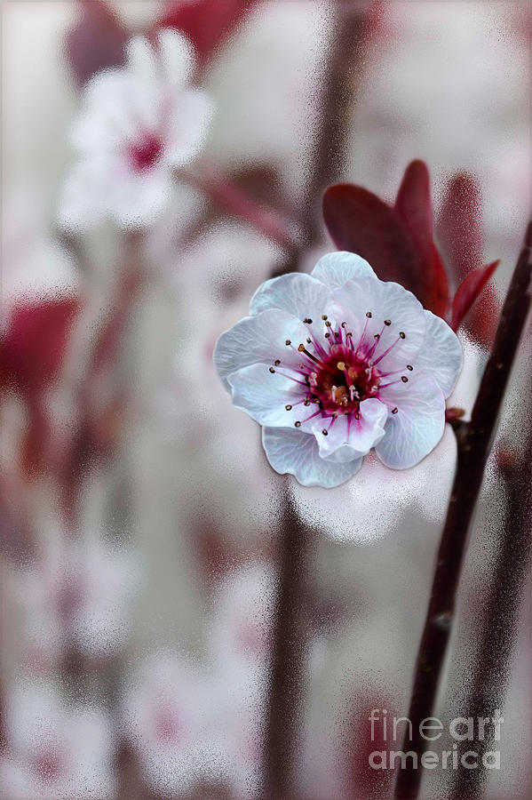 Flowering Plum #2 Photograph by Michael Arend