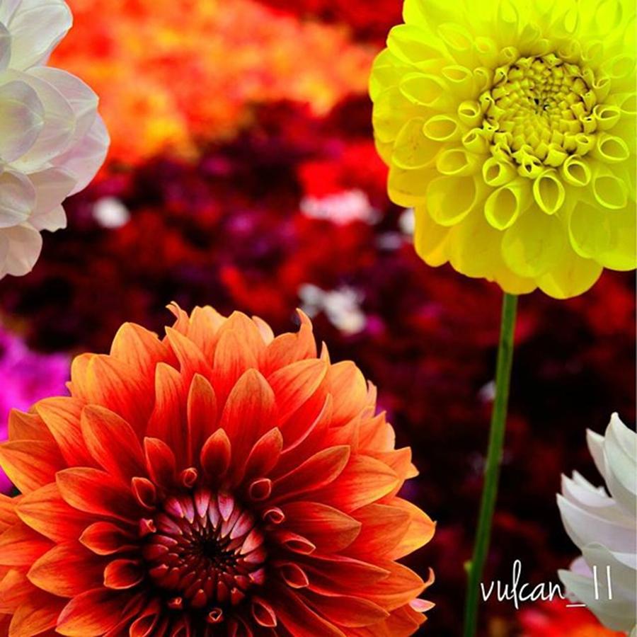 Flowers Still Life Photograph - #floweroftheday #3 by Hiromune Ashizawa