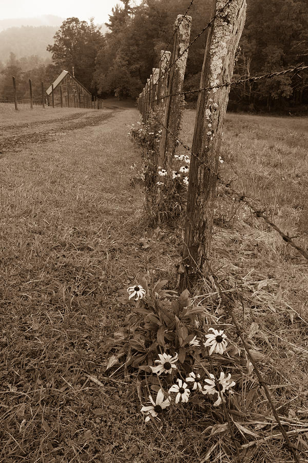 Flowers and Fence #2 Photograph by Joye Ardyn Durham