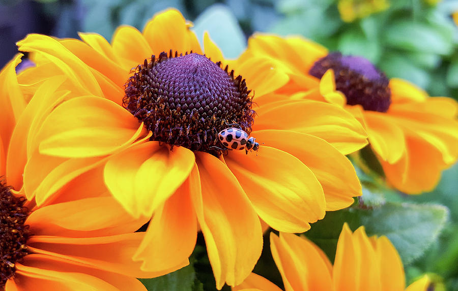 Flowers At Lowes Photograph By Gordon Visions