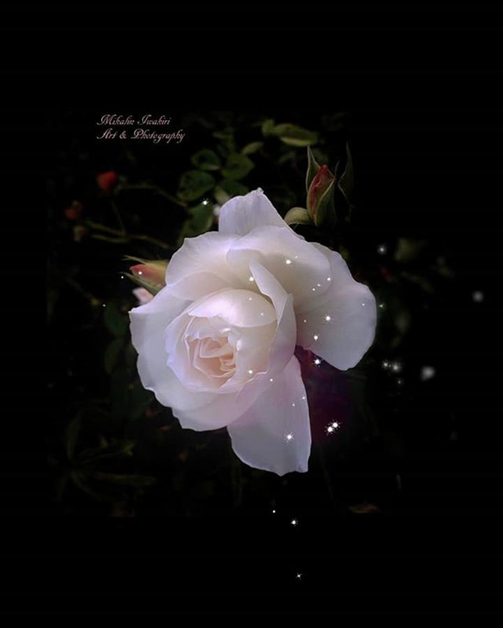 Rose Photograph - Flowers #beauty #bokeh #2 by Mika Iwakiri 