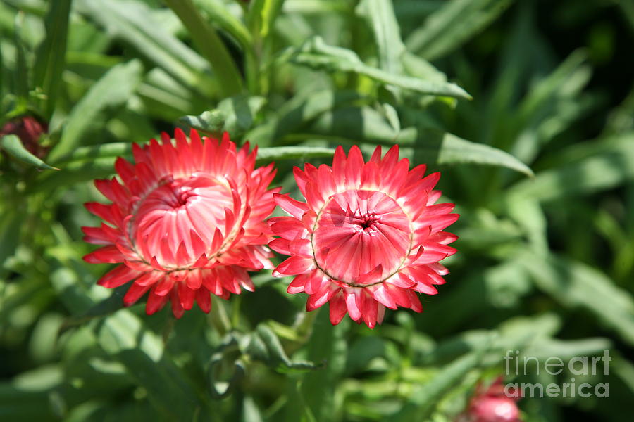 2 Flowers Red  Photograph by Chuck Kuhn