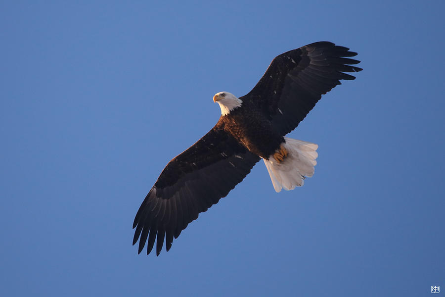 Fly Like an Eagle #2 Photograph by John Meader