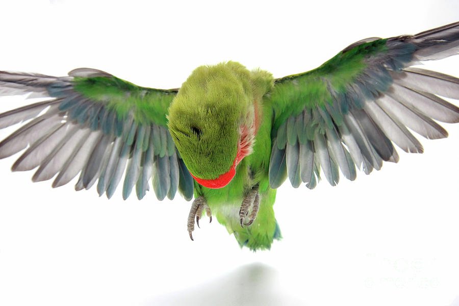Parrot Photograph - Flying Parrot  #2 by Yedidya yos mizrachi