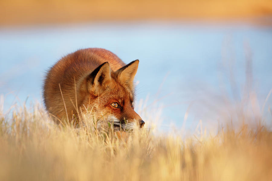 Animal Photograph - Focused Fox #3 by Roeselien Raimond