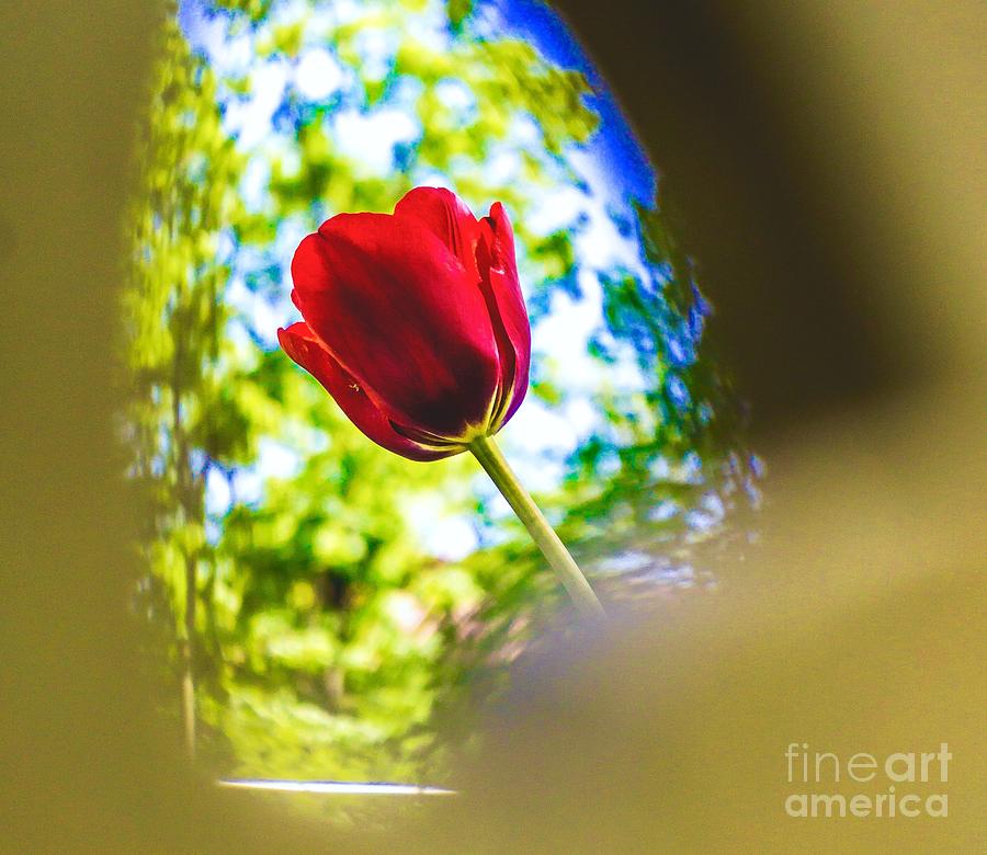 Tulip Photograph - For You #3 by Mioara Andritoiu