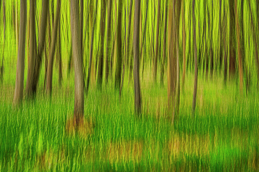 Forest #2 Photograph by Elmer Jensen