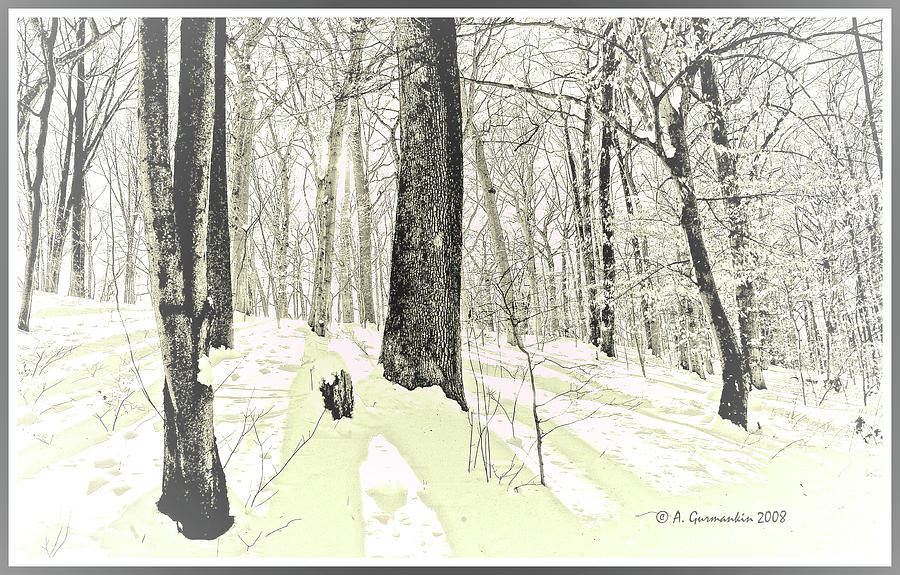 Forest Interior in Snow and Shadows Digital Illustration #2 Digital Art by A Macarthur Gurmankin