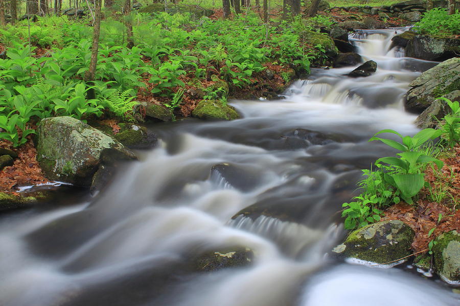 Spring Photograph - Forest Stream in Spring #2 by John Burk