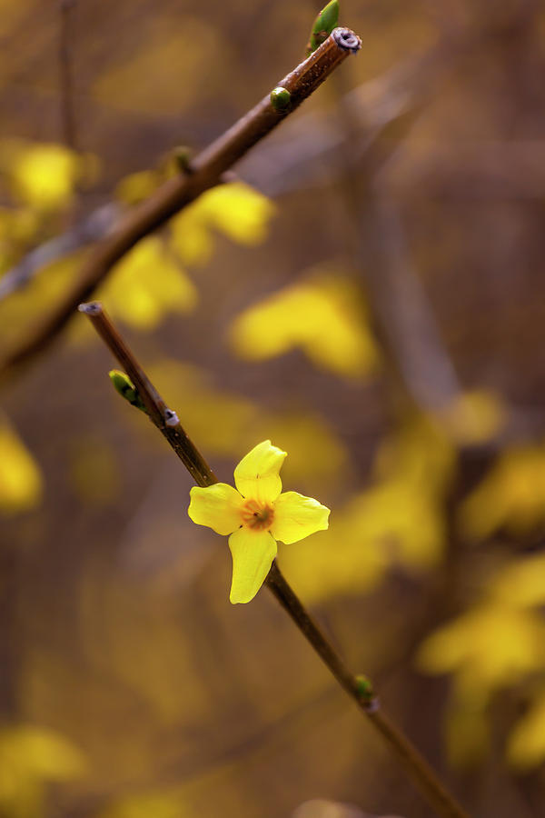 Forsythia Blossoms #2 Photograph by Robert Ullmann