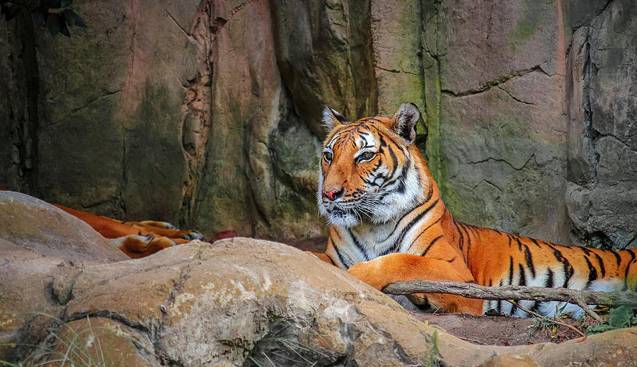 Fort Worth Zoo Tiger #2 Photograph by Robert Bellomy