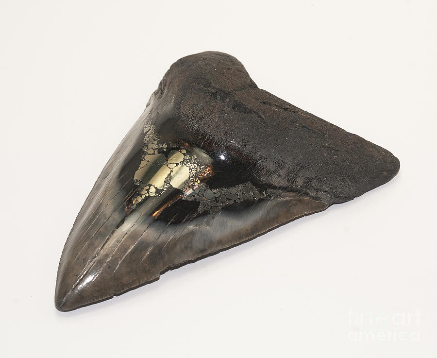 Fossilized Shark Tooth #2 Photograph by Scott Camazine