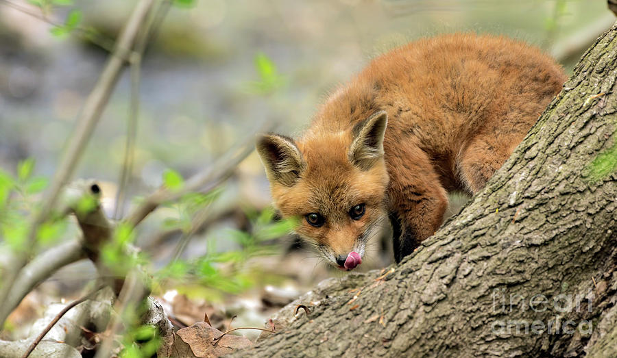 Fox cub #3 Photograph by Sam Rino