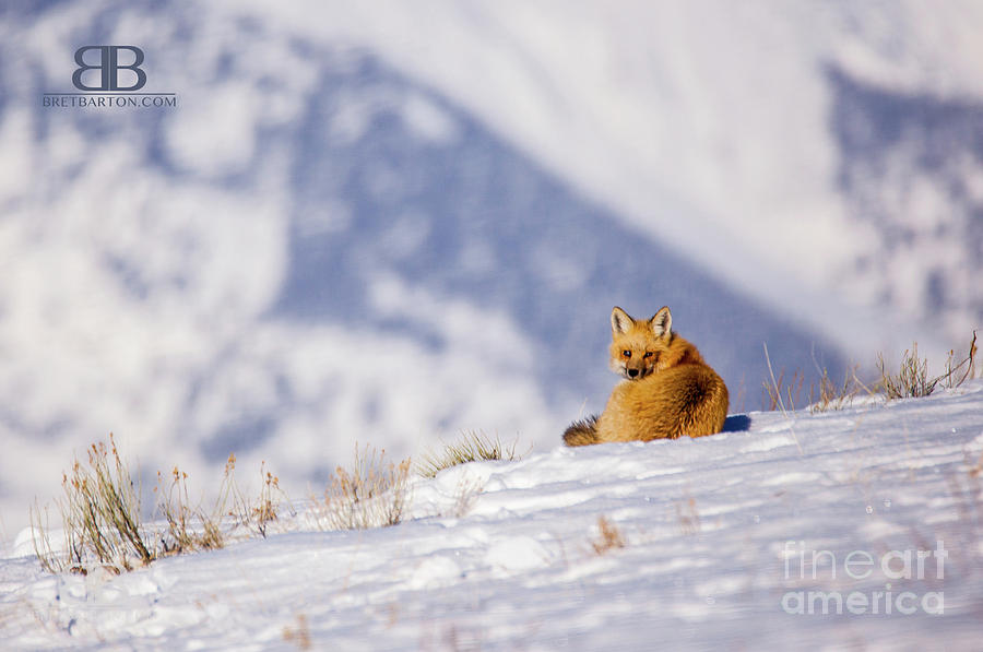 Fox - Grand Teton National Park #2 Photograph by Bret Barton