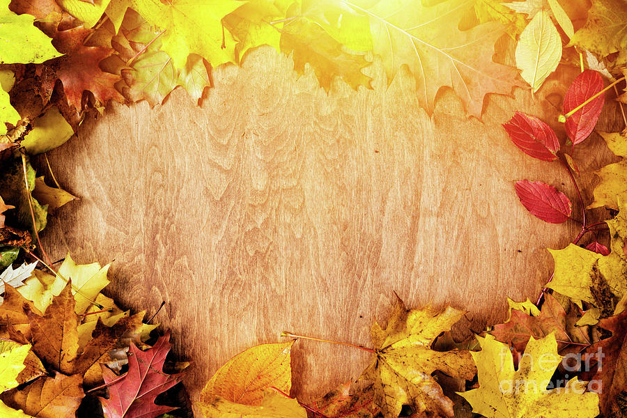 brown fall leaves