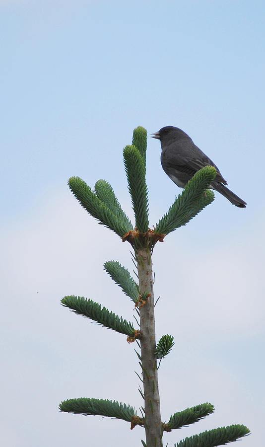 Bird Photograph - Free by Patricia Motley Bird Photograph - Free by Patricia Motley
