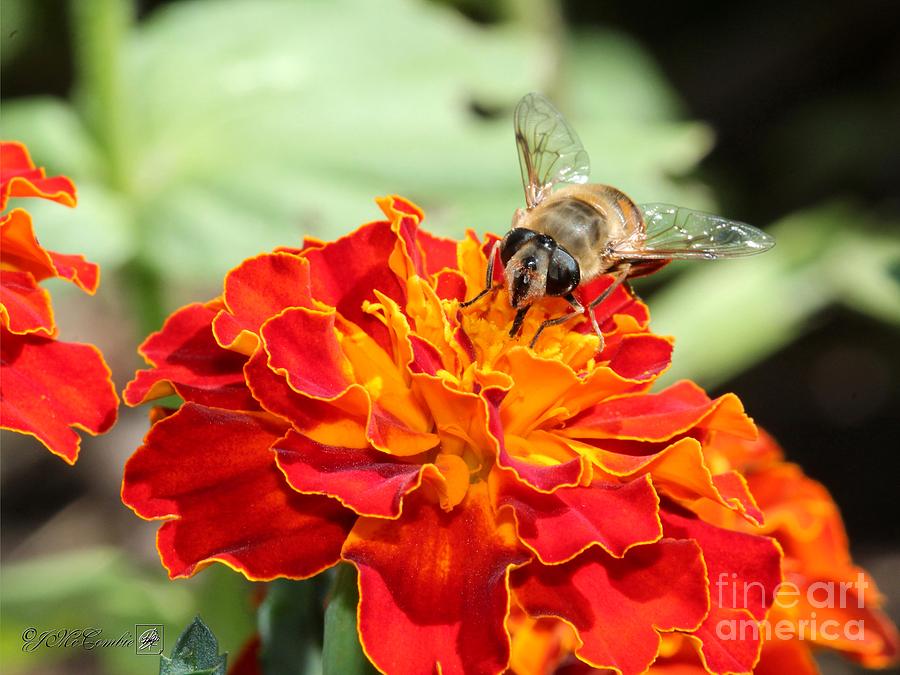 French Marigold named Durango Red #1 Photograph by J McCombie