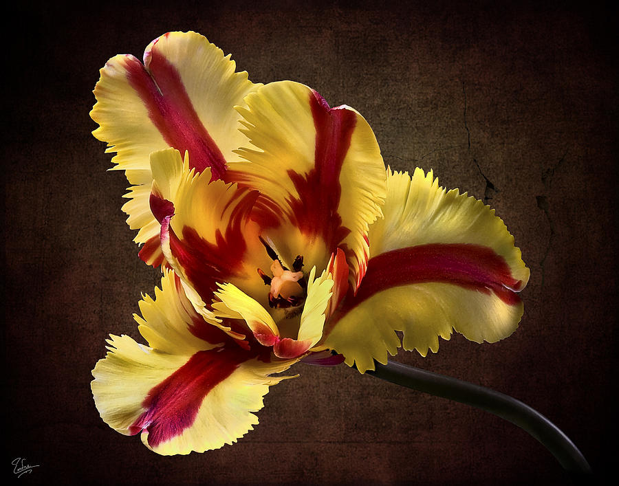 French Tulip #2 Photograph by Endre Balogh