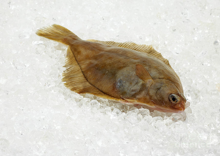 Fresh Brill On Ice #2 Photograph by Gerard Lacz