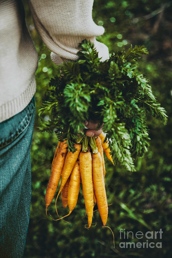 Tomato Photograph - Fresh carrots #2 by Mythja Photography