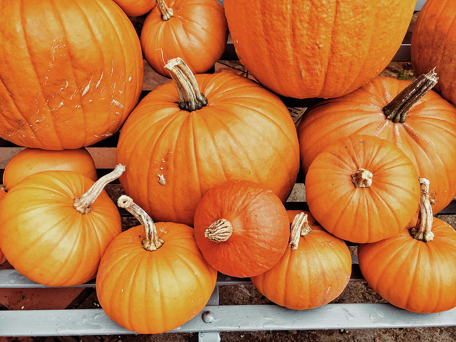 Fall Photograph - Fresh pumpkins selection #2 by Tom Gowanlock