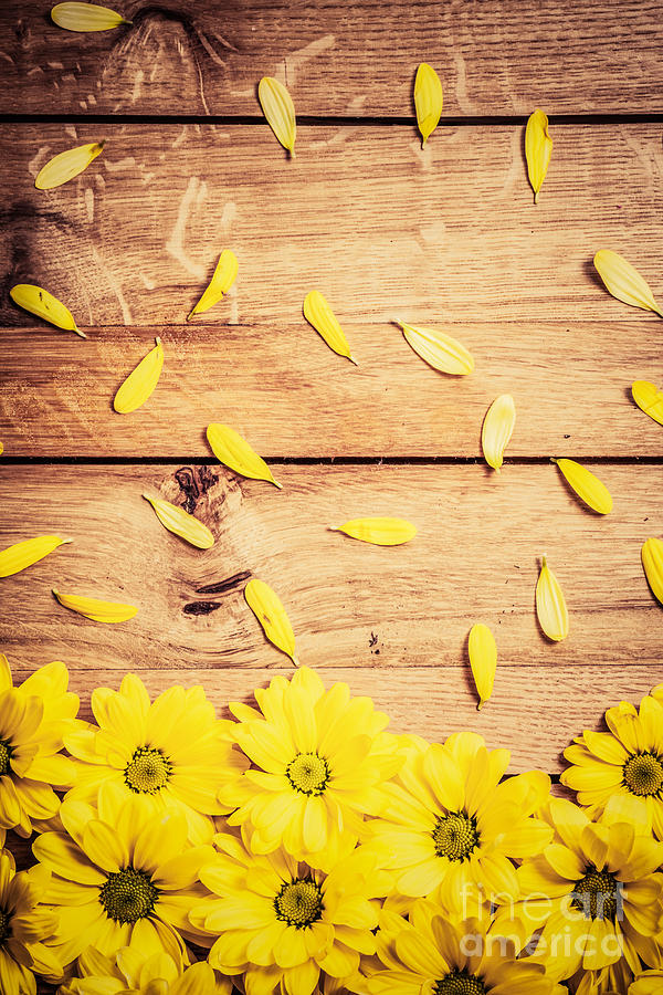 Fresh spring flowers and petals on rustic wood #2 Photograph by Michal Bednarek