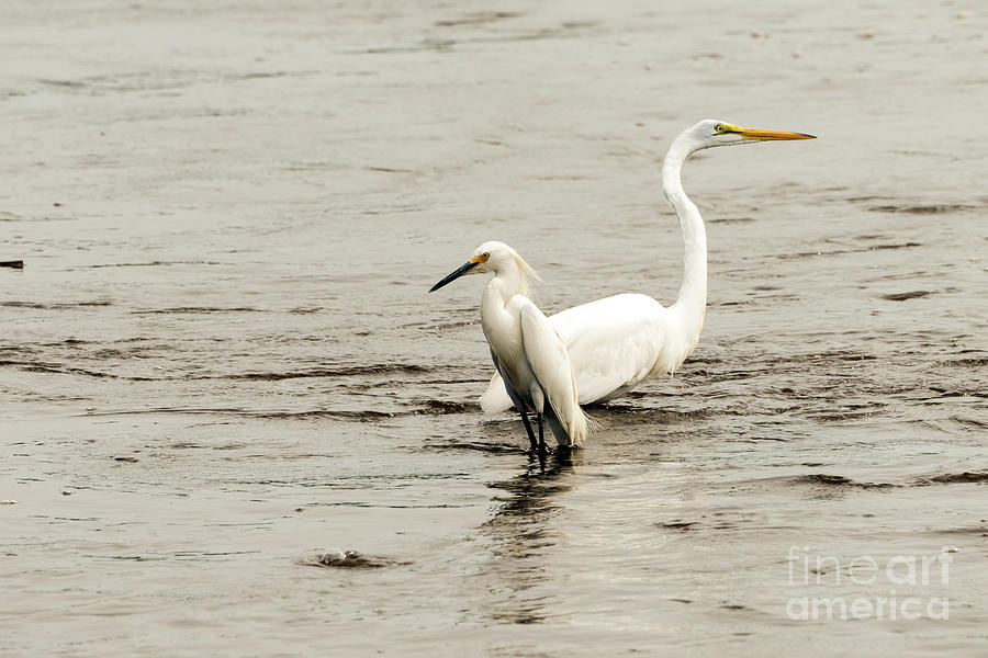 2 Friends With No R-egrets Photograph by Sam Rino