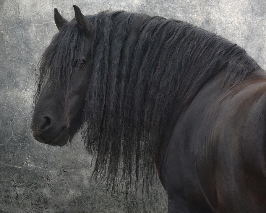 Animal Photograph - Frisian Stallion #2 by Joachim G Pinkawa