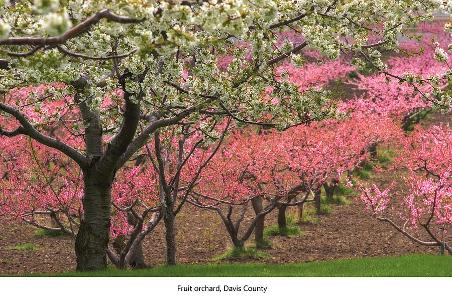 Flower Photograph - Fruit Orchard #2 by Douglas Pulsipher