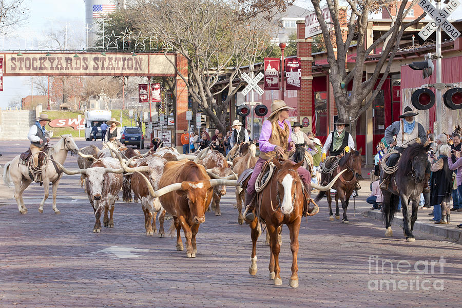 Ft Worth Longhorn Cattle Drive  #2 Photograph by Anthony Totah