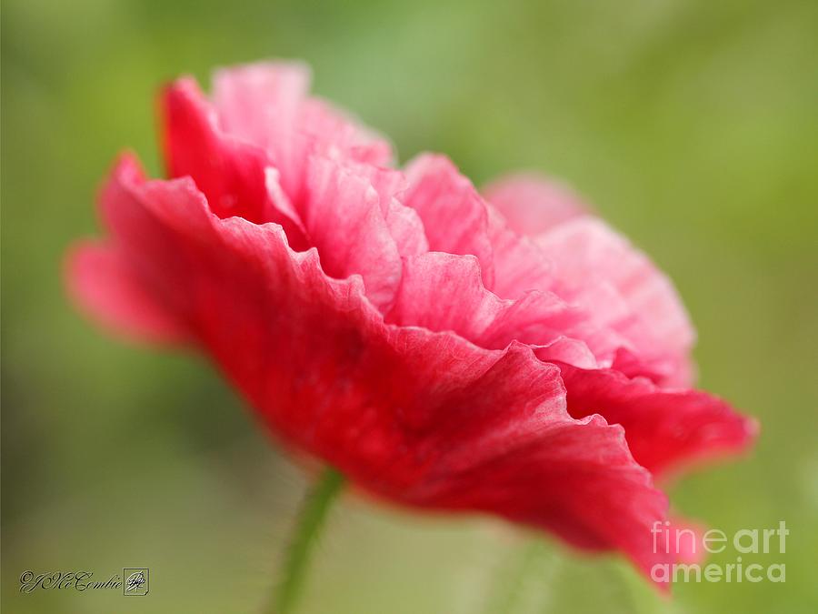 Fully Double Red Poppy from the Angels Choir Mix #4 Photograph by J McCombie