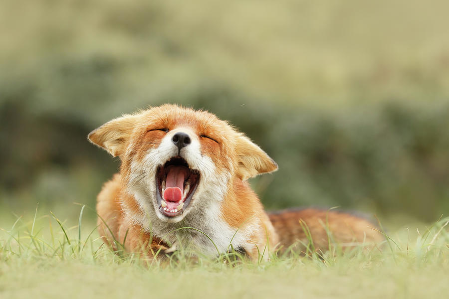 Mammal Photograph - Funny Fox #1 by Roeselien Raimond
