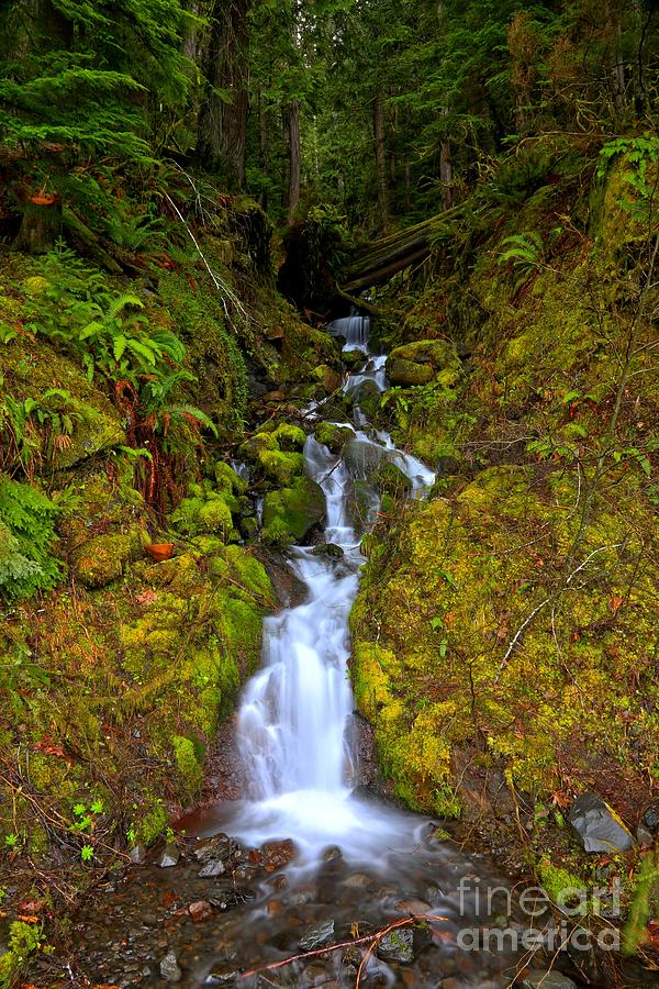Streaming In The Olympic Rainforest Photograph by Adam Jewell