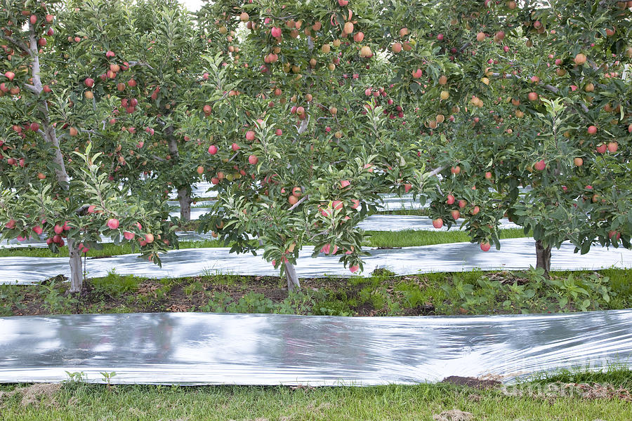 Gala Apple Orchard #2 Photograph by Inga Spence
