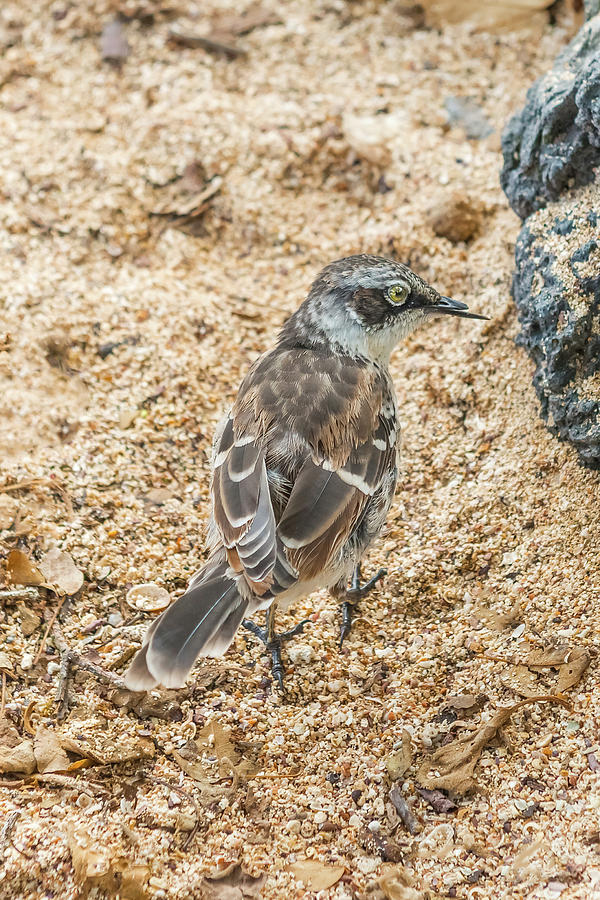 Galapagos mockingbird in Santa Cruz island. #2 Photograph by Marek Poplawski