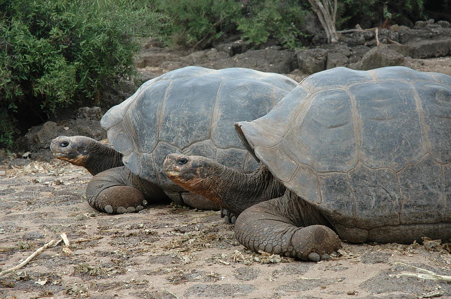 2 Galapagos Turtles Photograph by Joe Hancock - Fine Art America