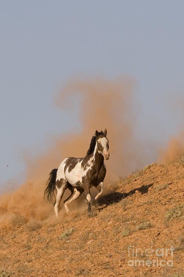 Galloping Pinto Horse #2 Photograph by Jean-Louis Klein & Marie-Luce Hubert