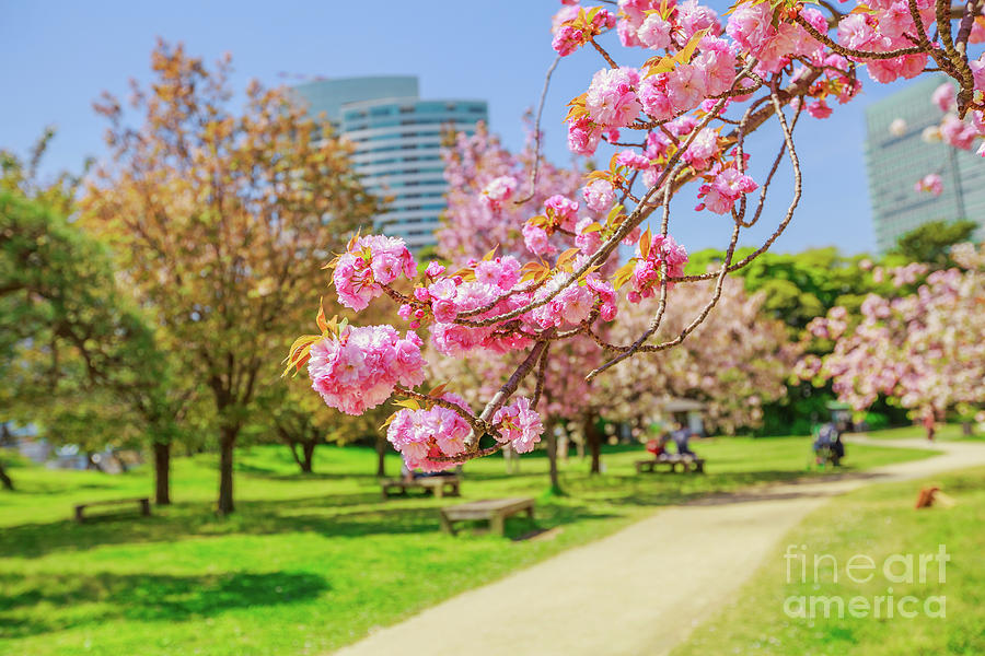 Garden Sakura Tokyo #2 Photograph by Benny Marty